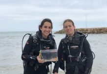 Un colegio estudia el efecto del cambio climático en los embriones de tiburones tiburones