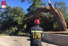 Bombero del Consorcio Provincial de Castellón trabajando en la retirada de árboles rotos por el viento