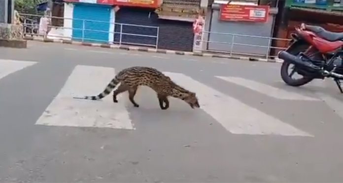 Los animales y la naturaleza conquistan las calles de todo el planeta