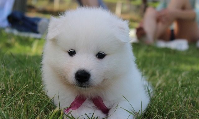 El estado de alarma incrementa la adopción de animales para sacarlos a pasear curso de formación de perros