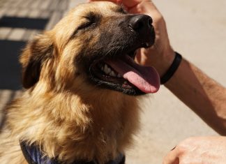 entrenar a perros