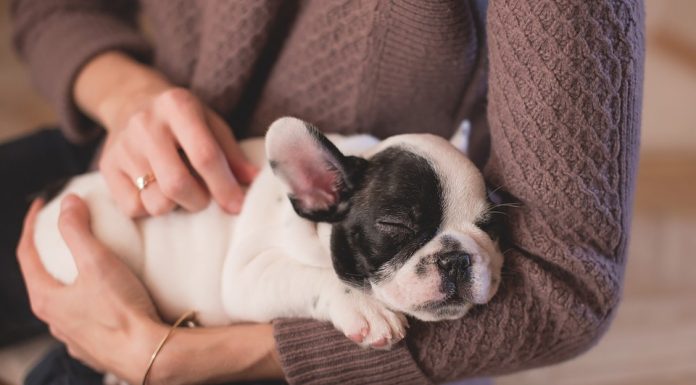 Precaución con los besos y caricias a nuestras mascotas mascota