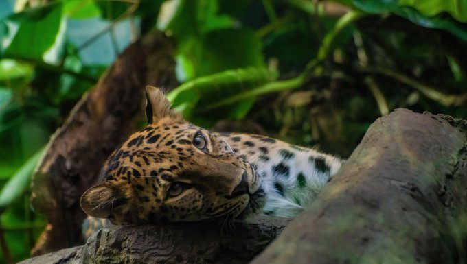 Un tigre del zoo de Nueva York da positivo en coronavirus tigre