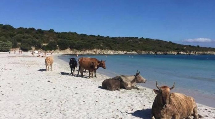 VÍDEOS: Las vacas y los delfines disfrutan de las playas en Semana Santa Confirman un caso de Lengua Azul en la Comunitat Valenciana