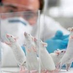 Investigadores españoles ensayan con animales la vacuna del coronavirus