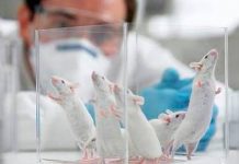 Investigadores españoles ensayan con animales la vacuna del coronavirus