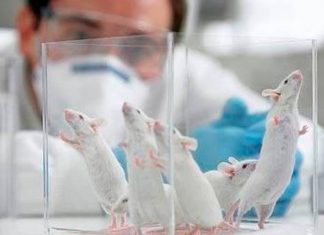 Investigadores españoles ensayan con animales la vacuna del coronavirus