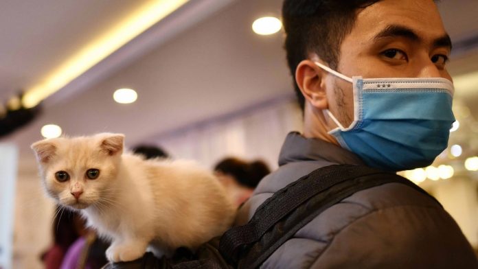 Detectan el primer gato infectado por coronavirus en España