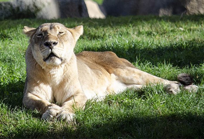 leona más longeva de España