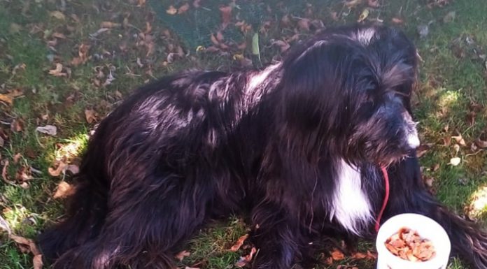 Imputado por abandonar a un perro que compró para el confinamiento abandonar a un perro