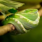 una serpiente de la boca