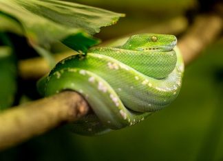 una serpiente de la boca