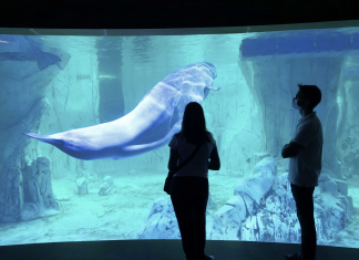 El Oceanogràfic reabre con una fiesta de bienvenida