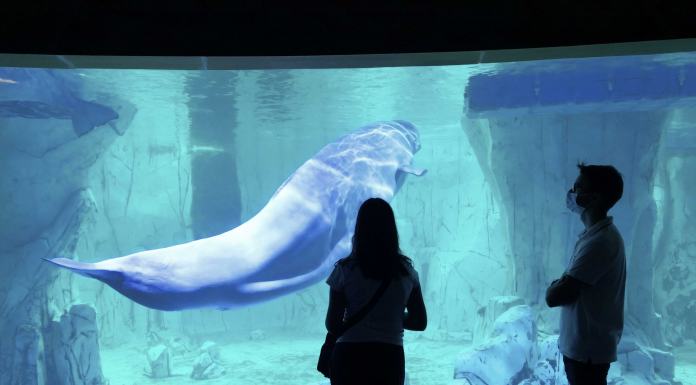 El Oceanogràfic reabre con una fiesta de bienvenida El Oceanogràfic reabre con una fiesta de bienvenida