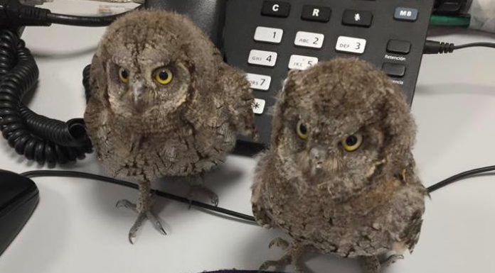 Salvan a tres aves rapaces en Villar del Arzobispo aves rapaces