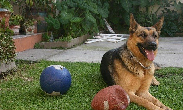 Un perro policía rescata a una joven de 15 años en Rusia que estaba siendo violada perro policía de 40 kilos de peso