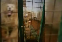 Rescatan a 10 perros de Valencia atrapados entre basura y excrementos