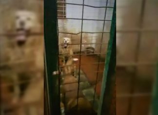 Rescatan a 10 perros de Valencia atrapados entre basura y excrementos