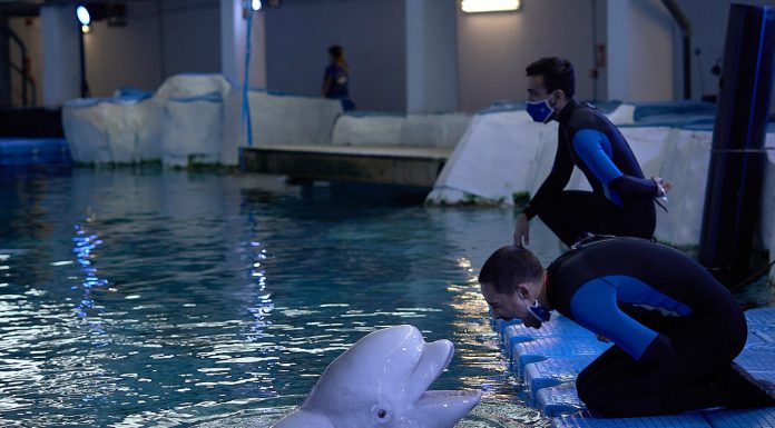 El festival «Navidad bajo el mar» arranca a València 7televalencia-oceanografic