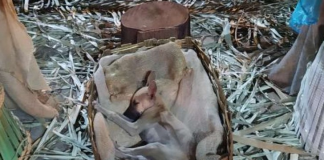cachorro durmiendo en la cuna de un Belén