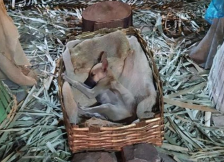 cachorro durmiendo en la cuna de un Belén