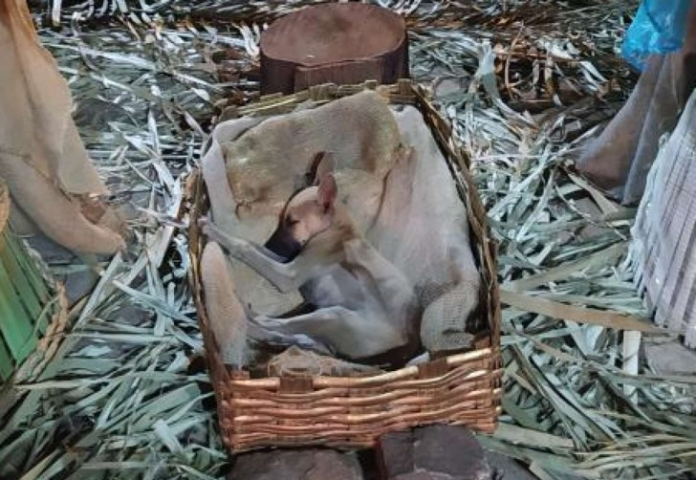 cachorro durmiendo en la cuna de un Belén