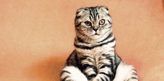 gato viceministro