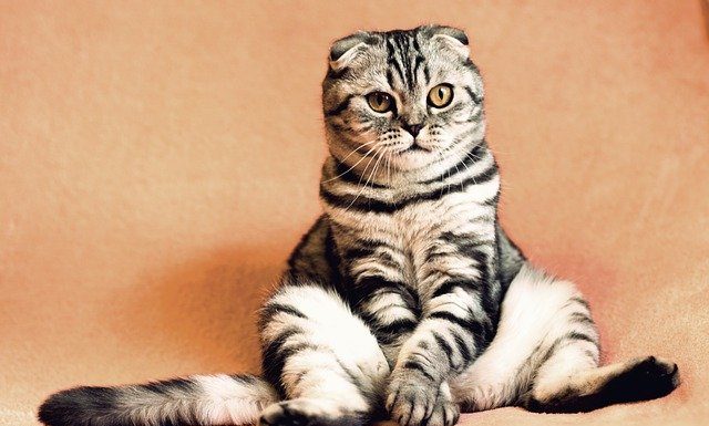 Nombran viceministro de Medioambiente a un gato gato viceministro