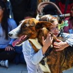 Bioparc celebra este sábado un desfile virtual de perros sin hogar