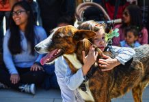 Bioparc celebra este sábado un desfile virtual de perros sin hogar