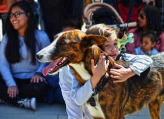 Bioparc celebra este sábado un desfile virtual de perros sin hogar