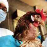 Confirman cuatro casos de gripe aviar en España