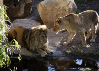 Bioparc recuerda a los valencianos que continúa abierto y con normalidad