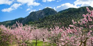 Descubre las mejores rutas de los almendros florecidos