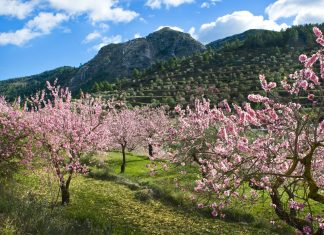 Descubre las mejores rutas de los almendros florecidos