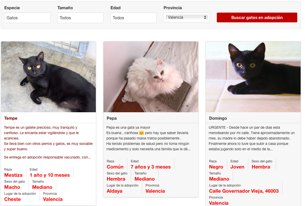 Gatos, cachorros y niños – Adopciones Felinas Valencia