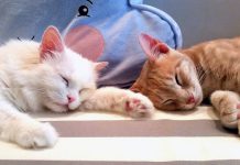 ¿Cómo afecta el calor extremo a los gatos?