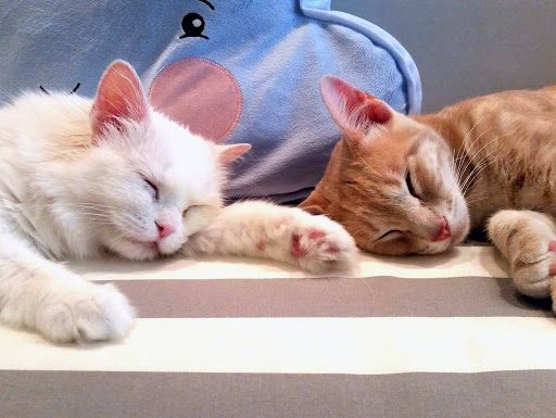 ¿Cómo afecta el calor extremo a los gatos?