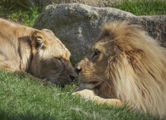 El Bioparc lanza una nueva campaña con ofertas para San Valentín