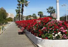 «Cóctel explosivo» de alergia: las altas temperaturas disparan los niveles de polen El Puente de las Flores se bautizará en el mes de julio como Puente de Rita Barberá