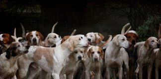 perros a los que han cortado las cuerdas vocales