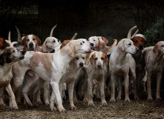 perros a los que han cortado las cuerdas vocales