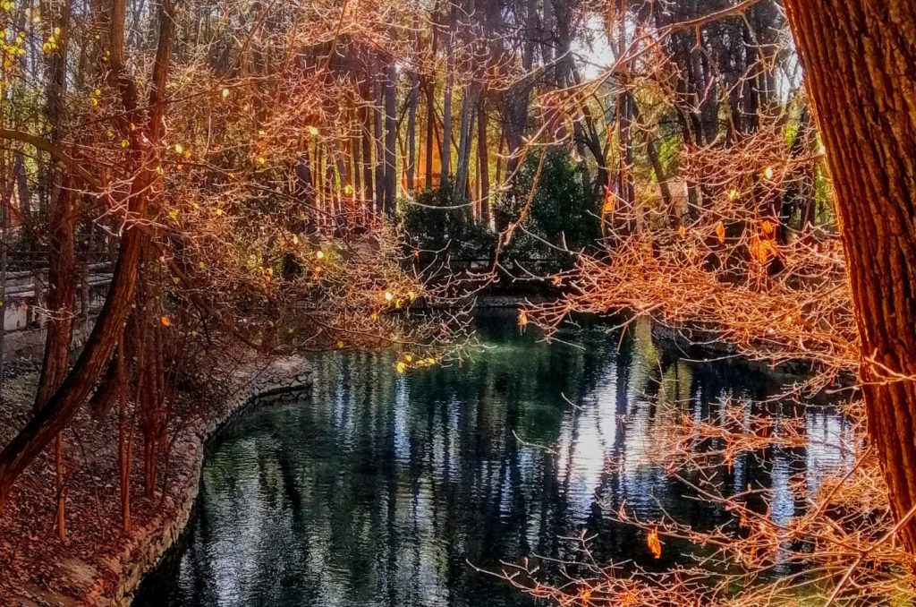 Los bosques valencianos más bonitos para visitar en otoño