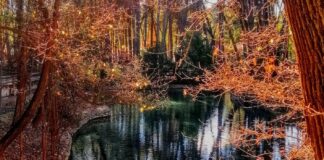 bosques