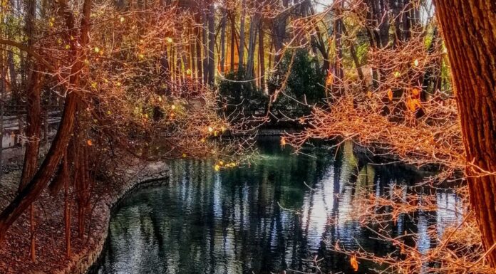 Los bosques valencianos más bonitos para visitar en otoño bosques