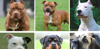 El Gobierno de Sánchez eliminará el listado de perros potencialmente peligrosos: consulta las razas afectadas