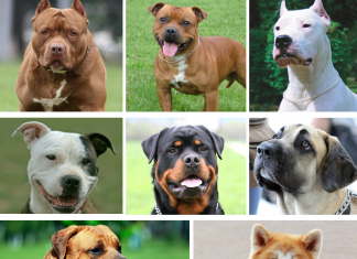 El Gobierno de Sánchez eliminará el listado de perros potencialmente peligrosos: consulta las razas afectadas