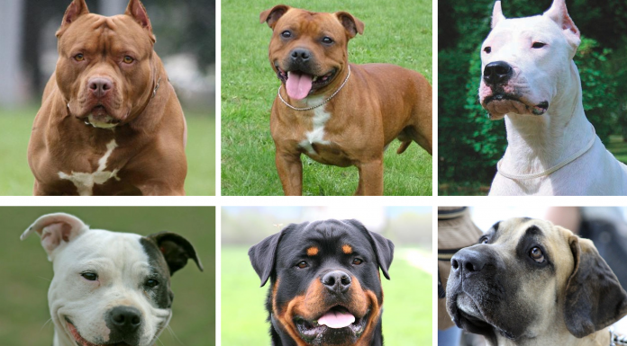 El Govern eliminarà el llistat de gossos perillosos: consulta les races afectades El Gobierno de Sánchez eliminará el listado de perros potencialmente peligrosos: consulta las razas afectadas