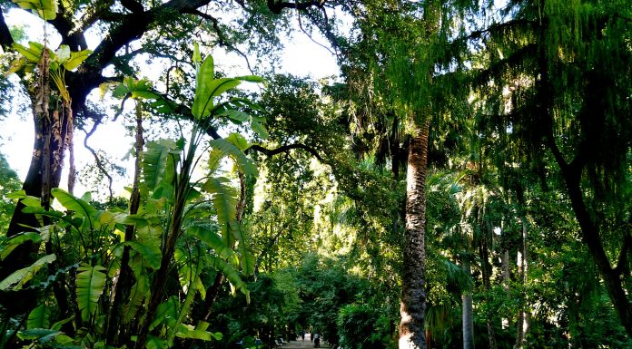 El jardín botánico más antiguo de España está en Valencia
