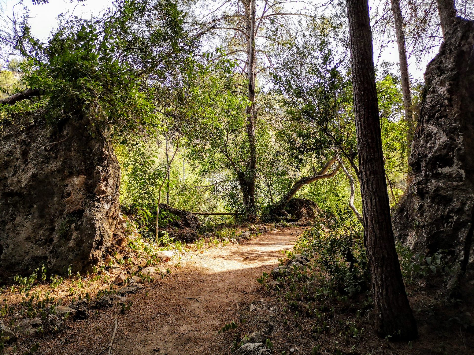 Los bosques valencianos más bonitos para visitar en otoño